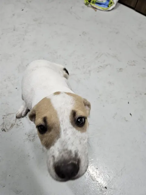 Adoptable Dog