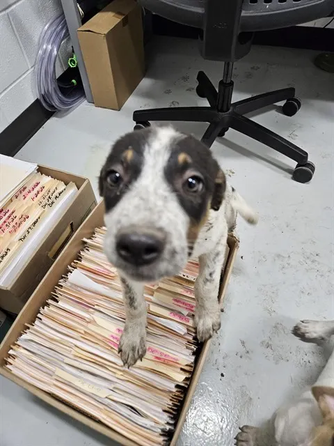 Adoptable Dog