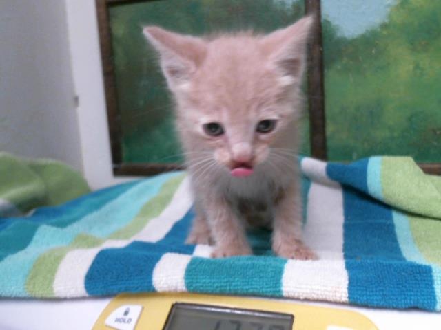 Adoptable Cat