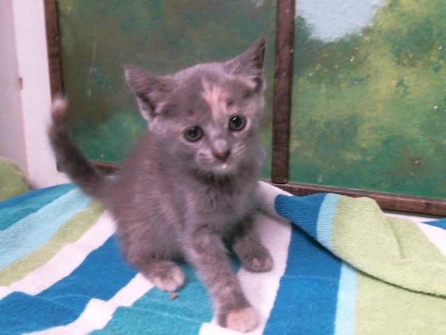 Adoptable Cat