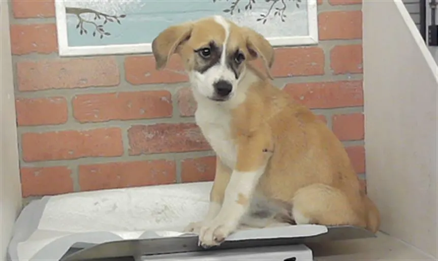 Adoptable Dog