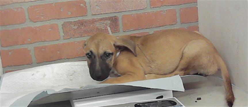 Adoptable Dog