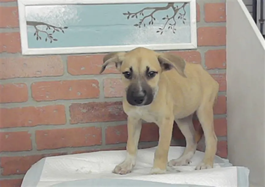Adoptable Dog