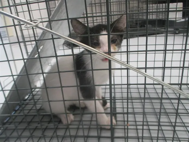 Adoptable Cat