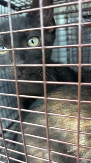 Adoptable Cat
