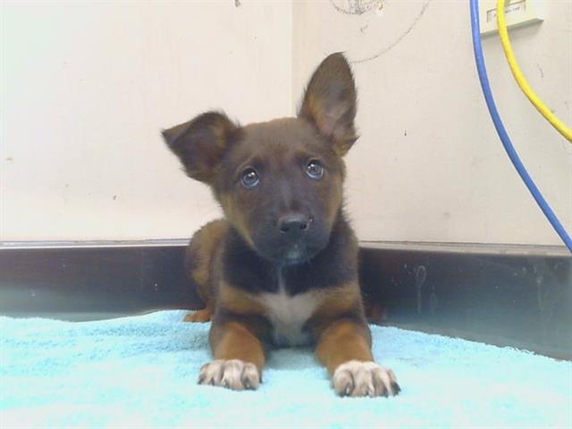 Adoptable Dog