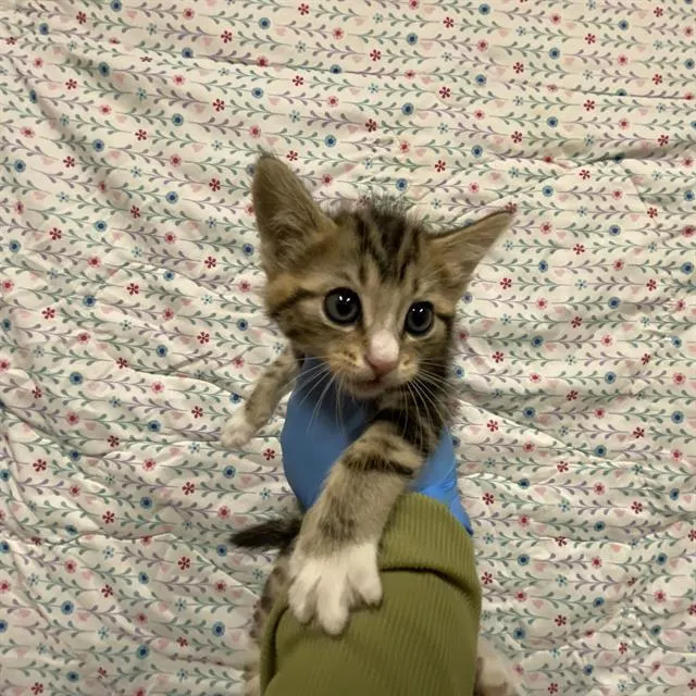 Adoptable Cat