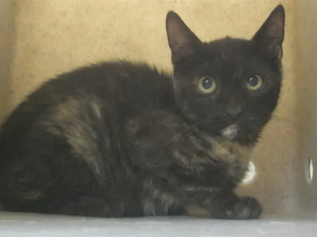 Marmalade