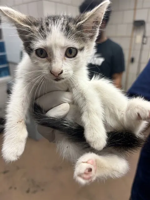 Adoptable Cat