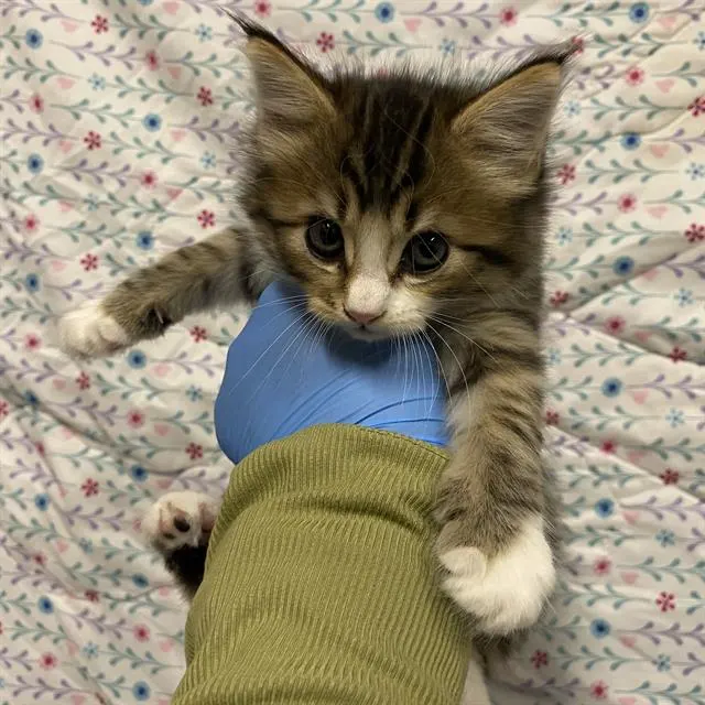Adoptable Cat