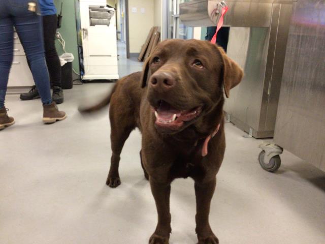 Adoptable Dog