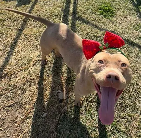 Cindy-Lou Who