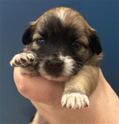 Adoptable Dog