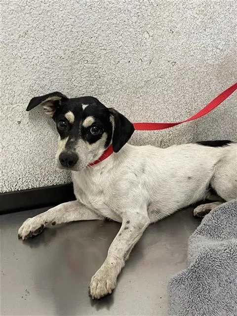 Adoptable Dog