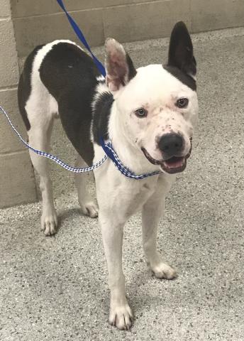 Adoptable Dog