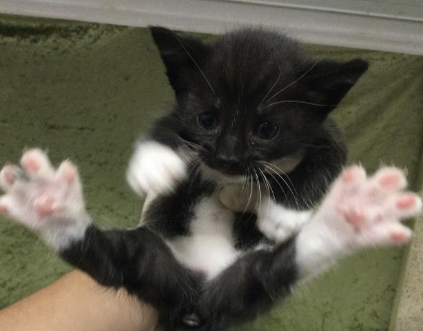 Kitkat