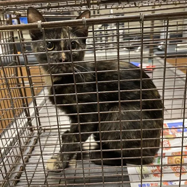 Adoptable Cat