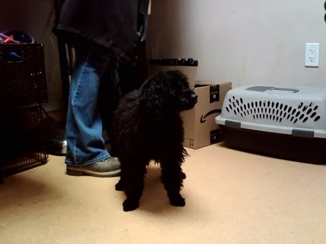 Marshall