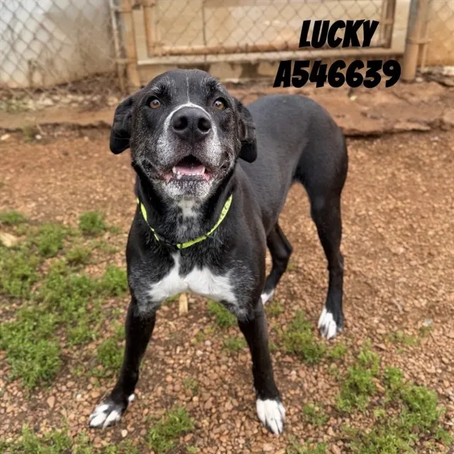 Lucky