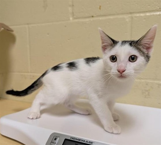 Adoptable Cat