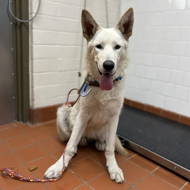 Adoptable Dog