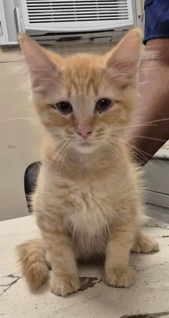Nacho