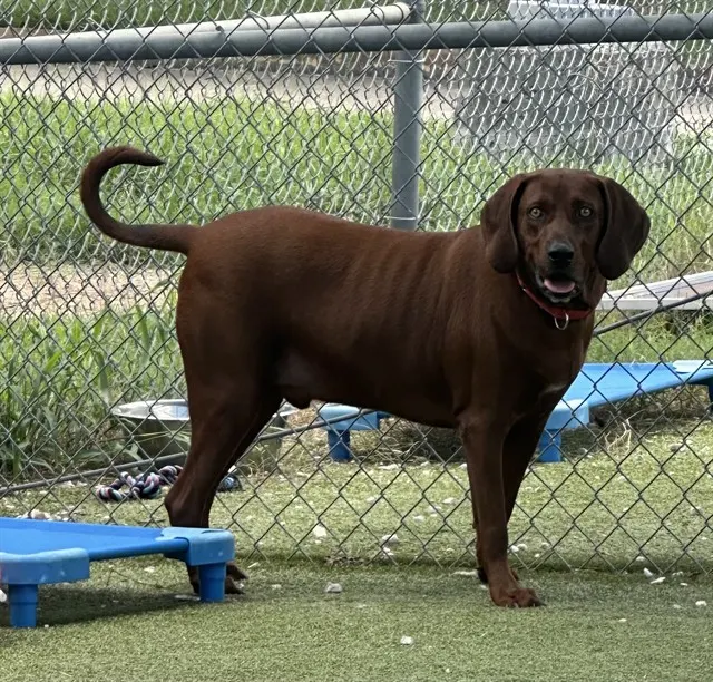 Cooper