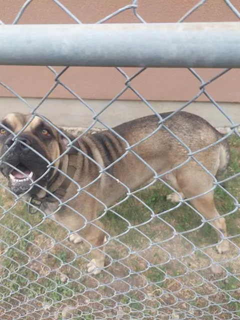 Koba