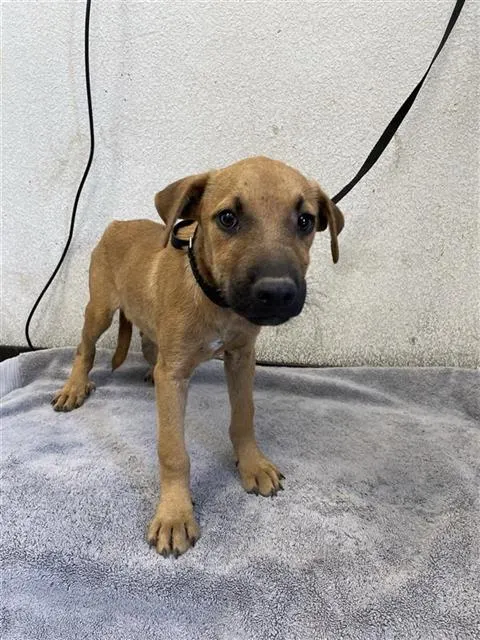 Adoptable Dog