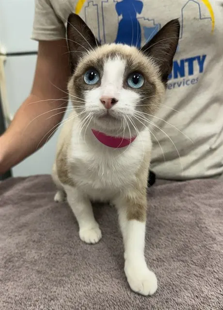 Clawdia