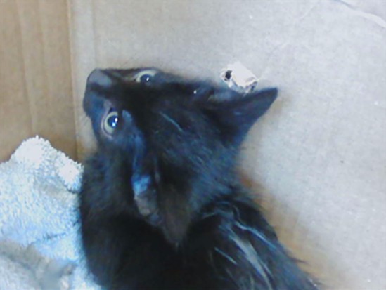 Batcat