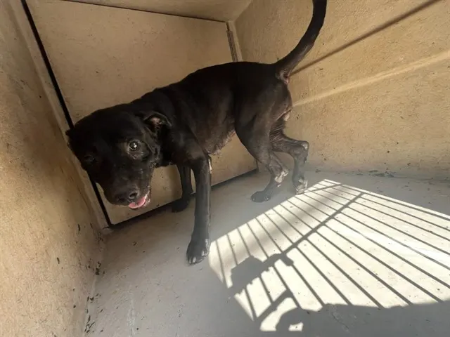 Adoptable Dog