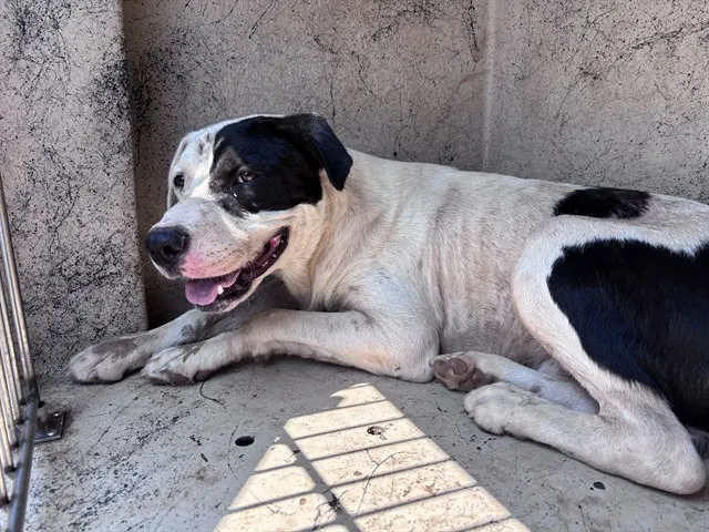 Adoptable Dog