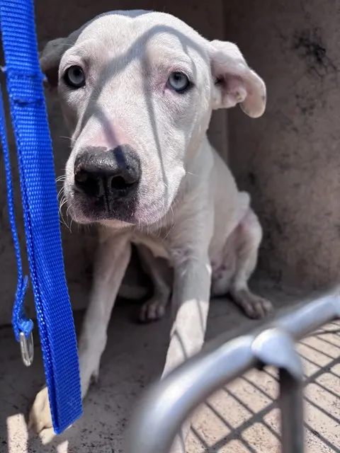Adoptable Dog