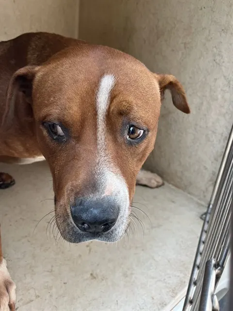 Adoptable Dog