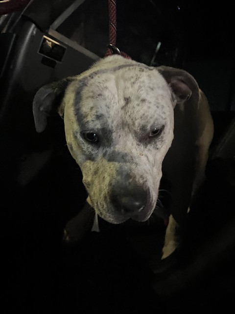 Adoptable Dog