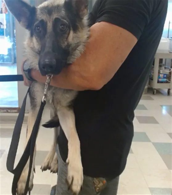 Adoptable Dog