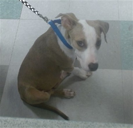 Adoptable Dog