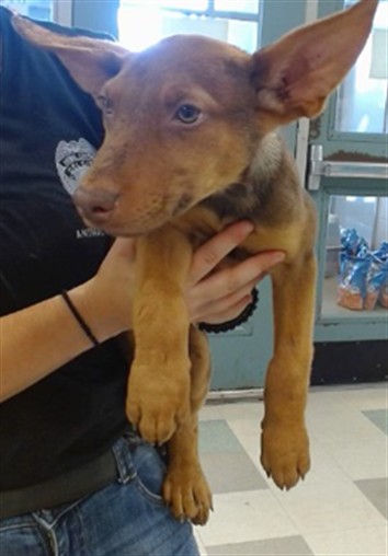 Adoptable Dog