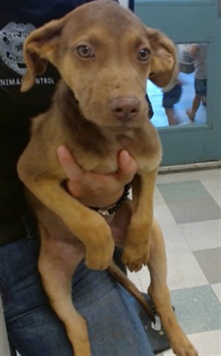 Adoptable Dog