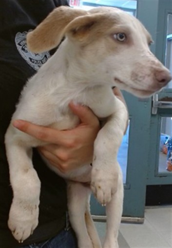 Adoptable Dog