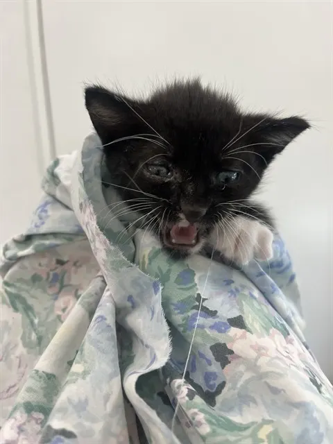 Adoptable Cat