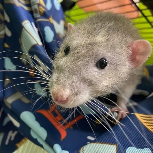 Frodo