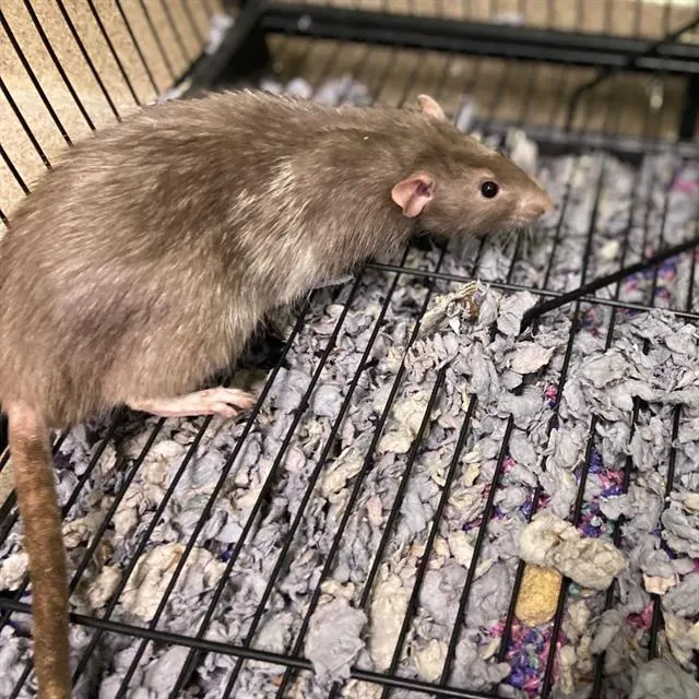 Chewy