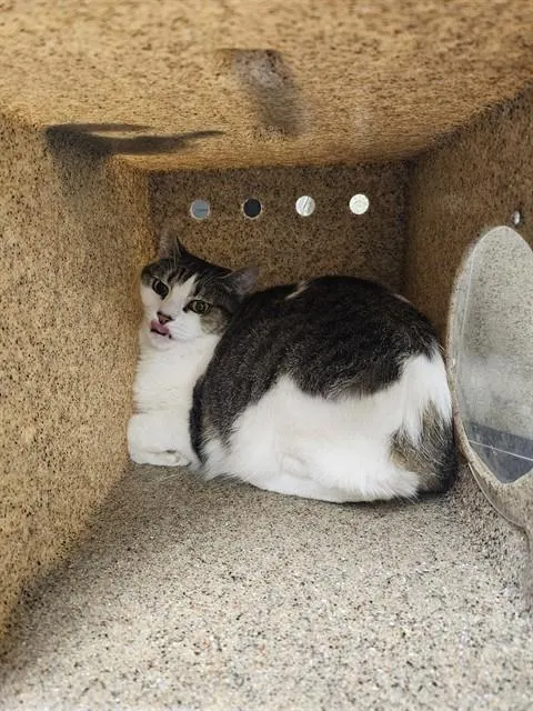 Cleopatra