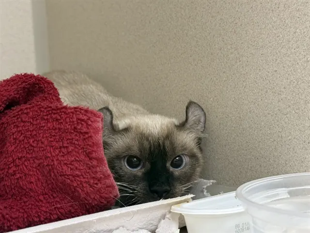 Adoptable Cat