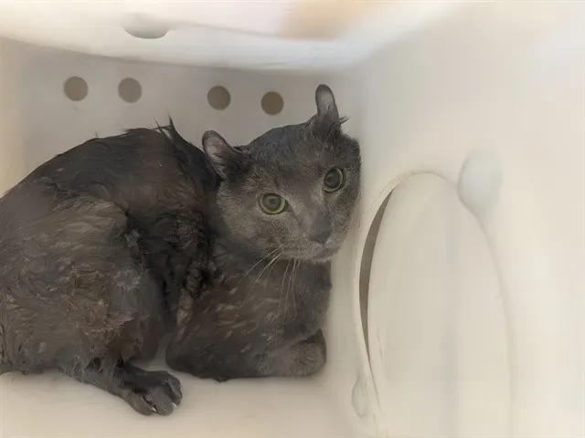 Adoptable Cat