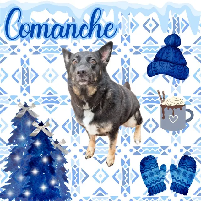 Comanche