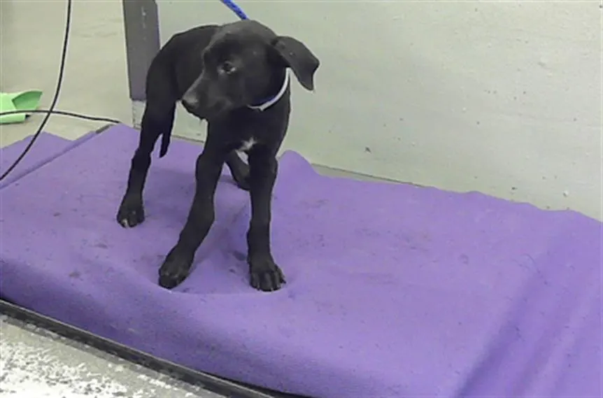 Adoptable Dog