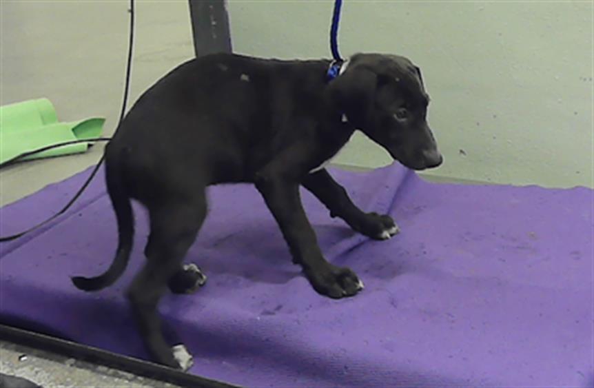 Adoptable Dog